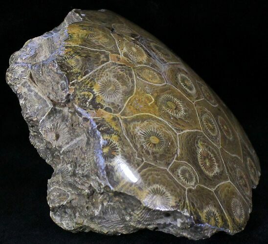 Polished Fossil Coral Head - Morocco #22337